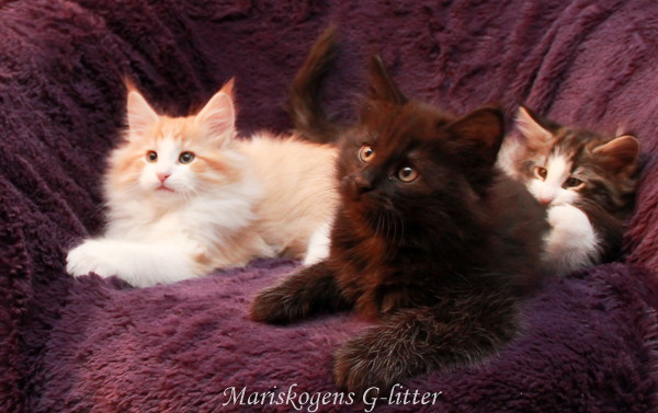 (N) Mariskogens G-litter